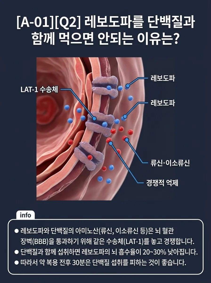 레보도파-단백질 BBB 경쟁