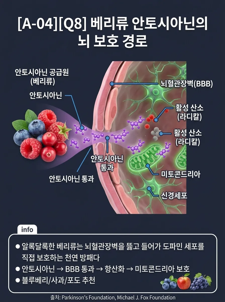 베리류 안토시아닌의 뇌 보호 경로