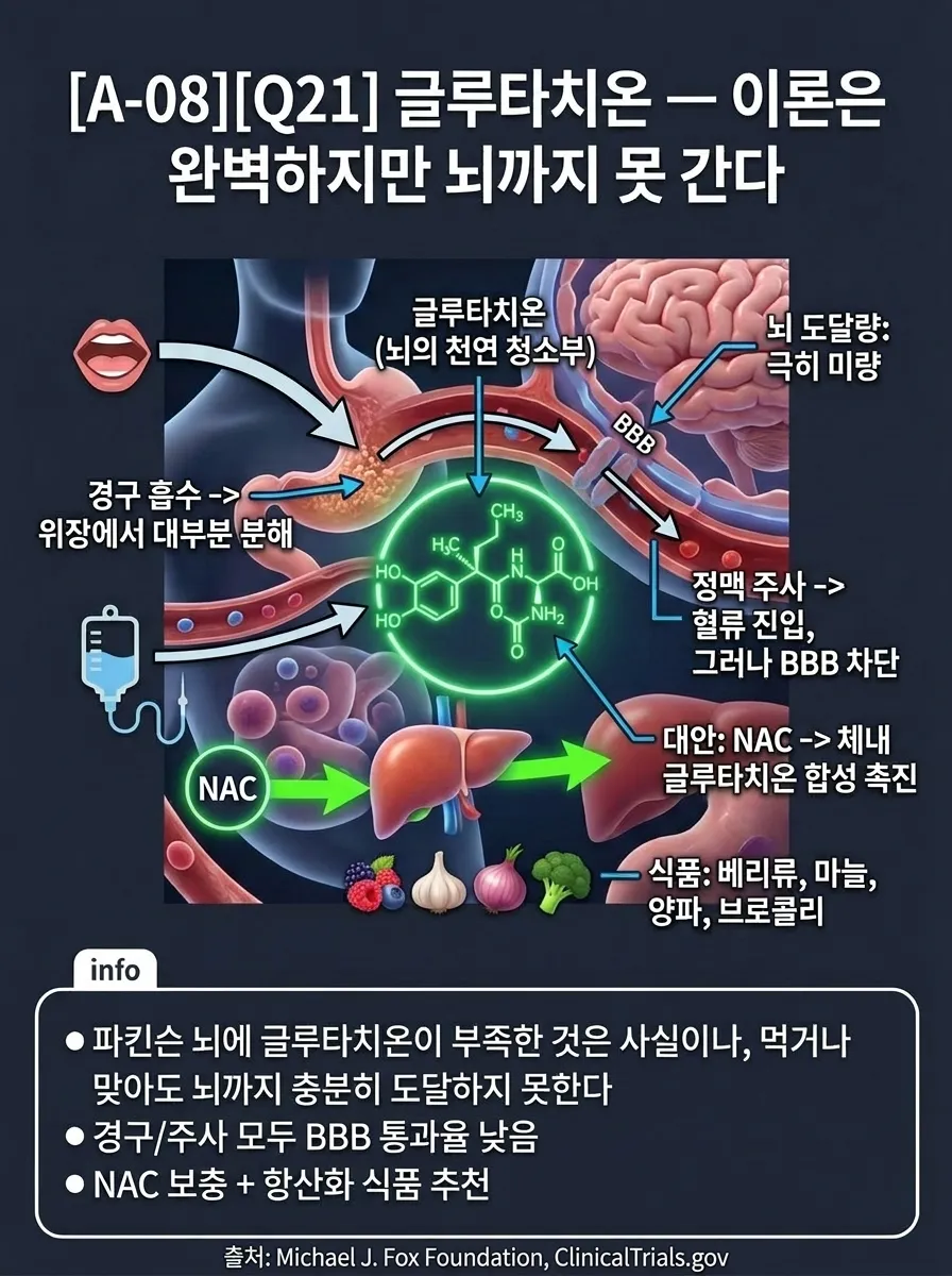글루타치온 약물동태학 — 이론은 완벽하지만 뇌까지 못 간다