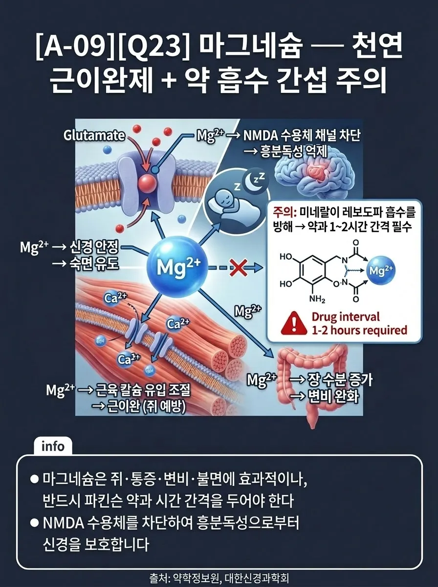 마그네슘 — 천연 근이완제 + 약 흡수 간섭 주의