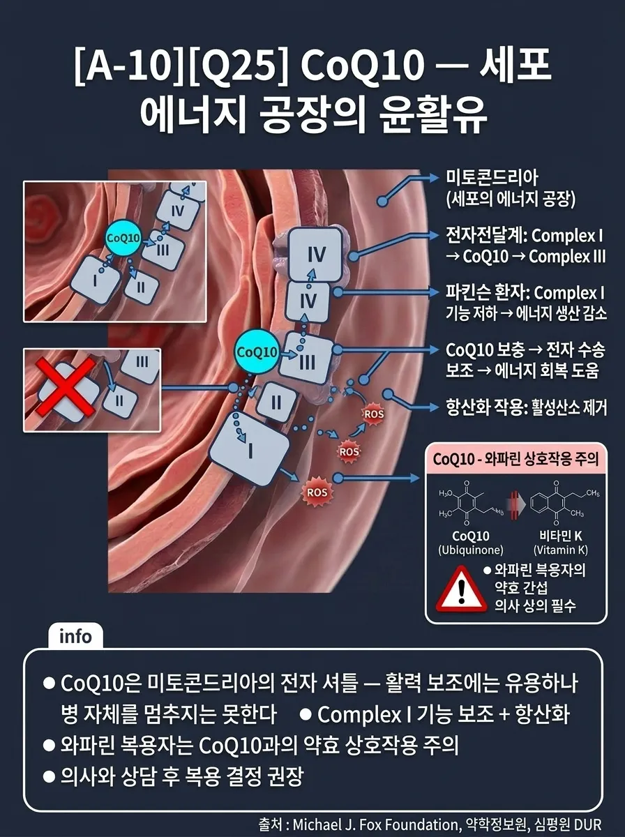 CoQ10 — 세포 에너지 공장의 윤활유