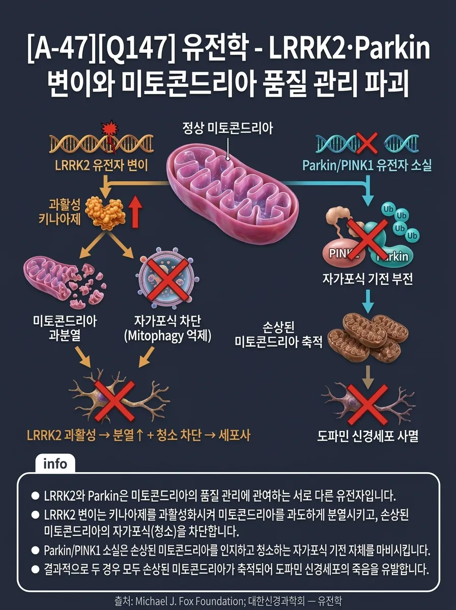 유전학 — LRRK2·Parkin 변이와 미토콘드리아 품질 관리 파괴