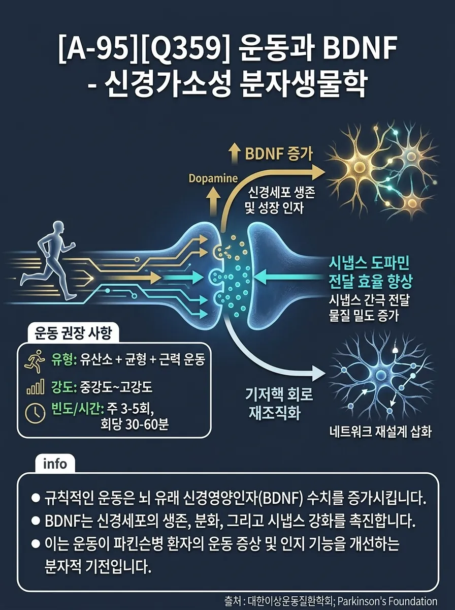 운동과 BDNF — 신경가소성의 분자생물학