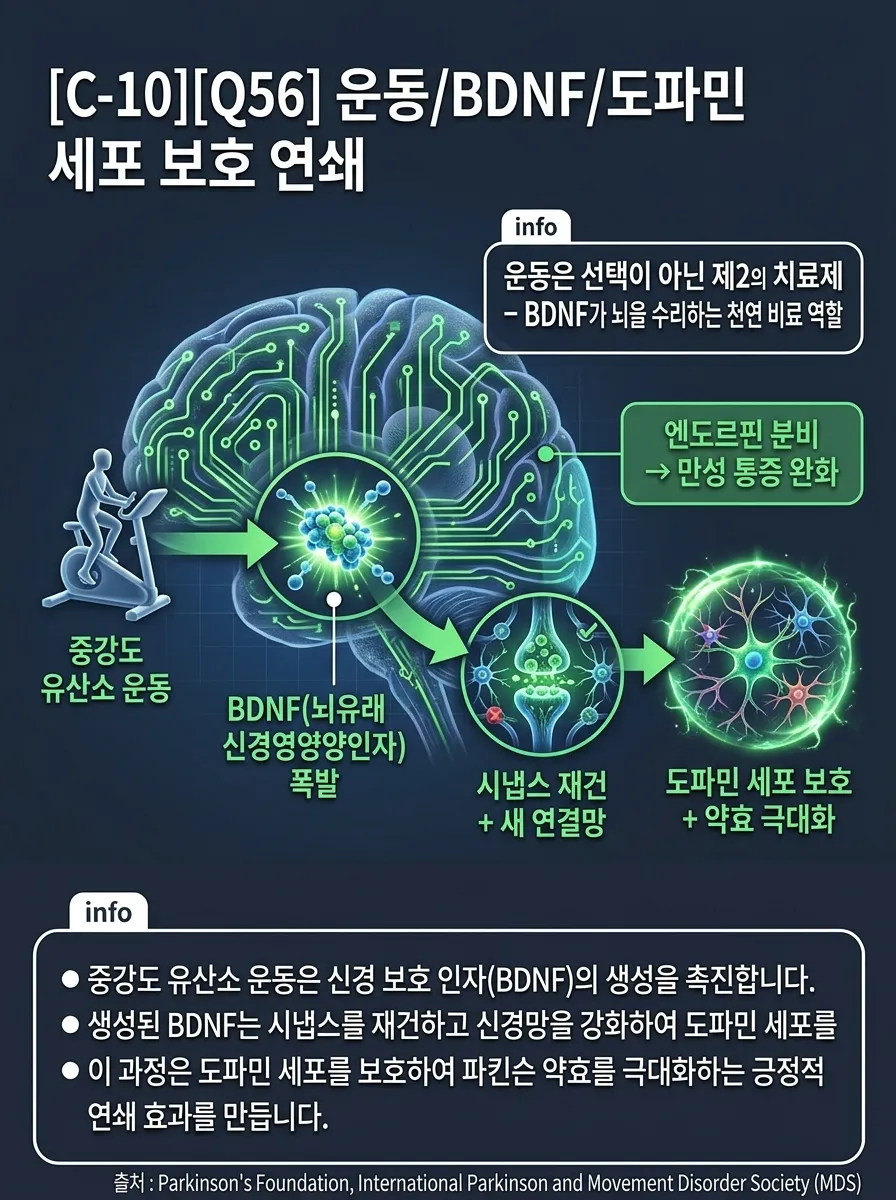 운동/BDNF/도파민 세포 보호 연쇄